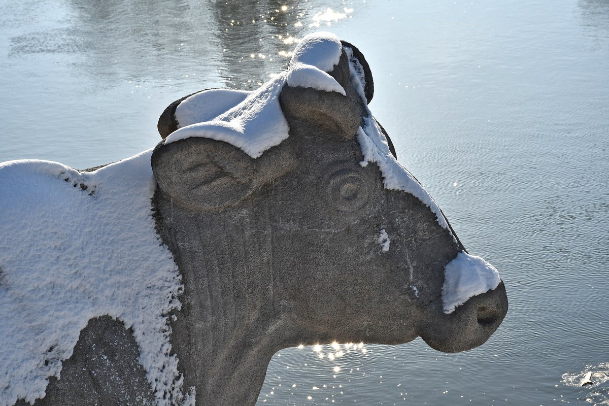 Die Kuh-Skulptur an der Giebichensteinbrücke in Halle, mit Schnee bedeckt, vor der Saale